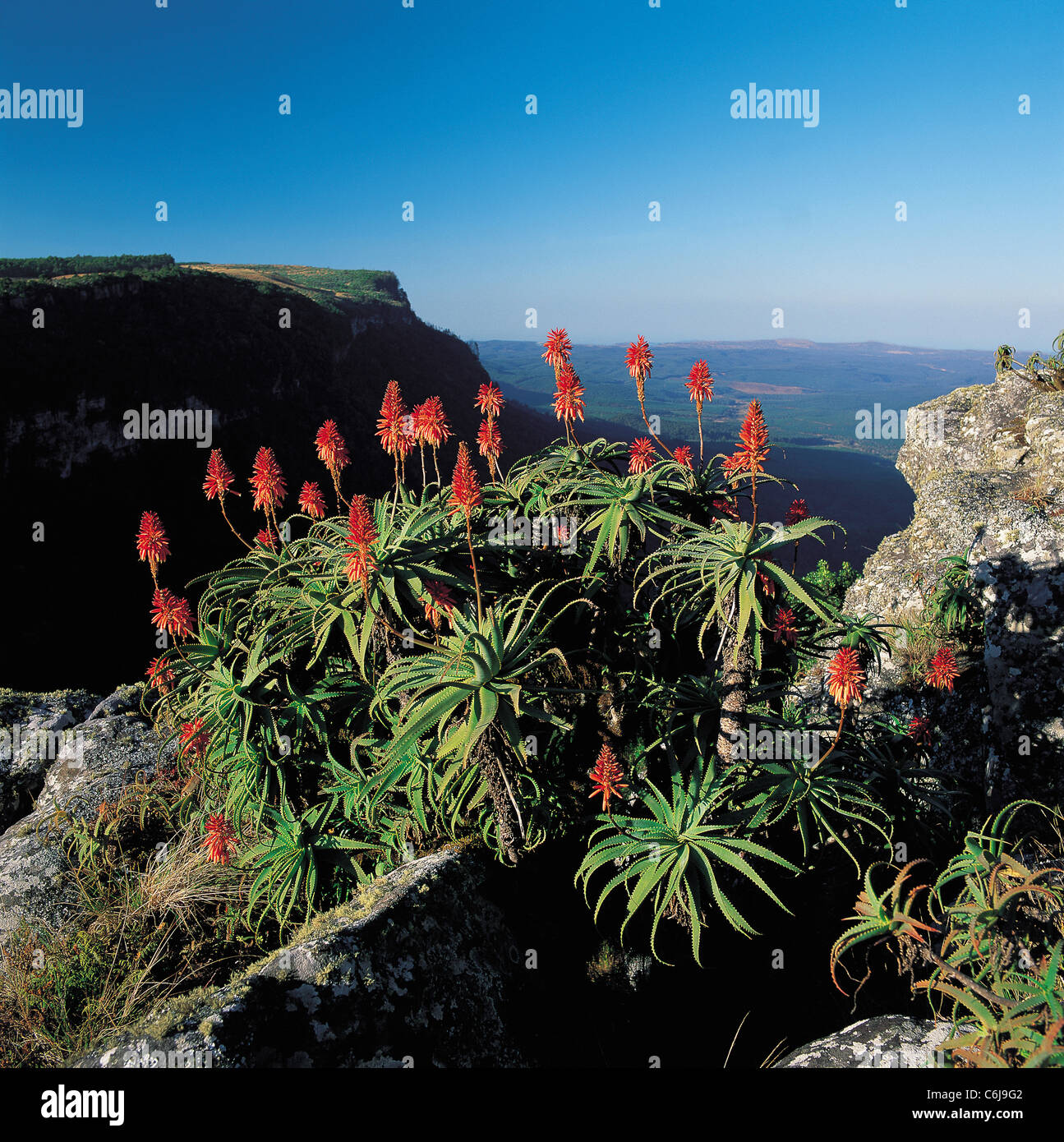 Vue depuis la fenêtre de dieux, une floraison rouge vif au premier plan d'aloès Banque D'Images