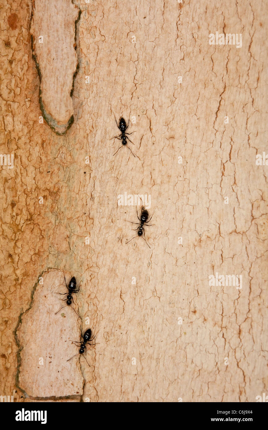 Les fourmis pharaons marche sur l'écorce d'un arbre Banque D'Images