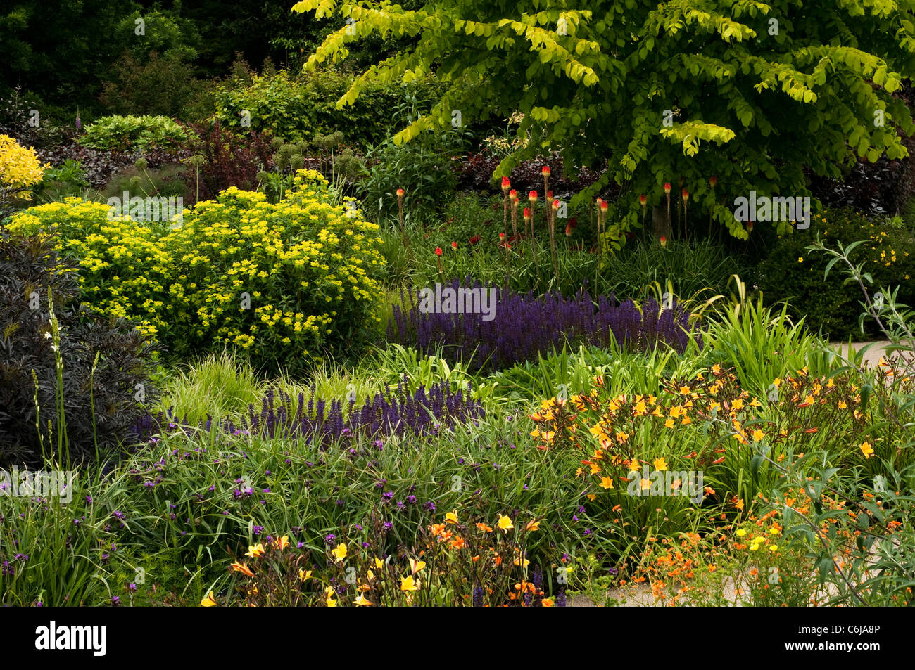 Le jardin chaud en juin, RHS Rosemoor, Devon, Angleterre, Royaume-Uni Banque D'Images