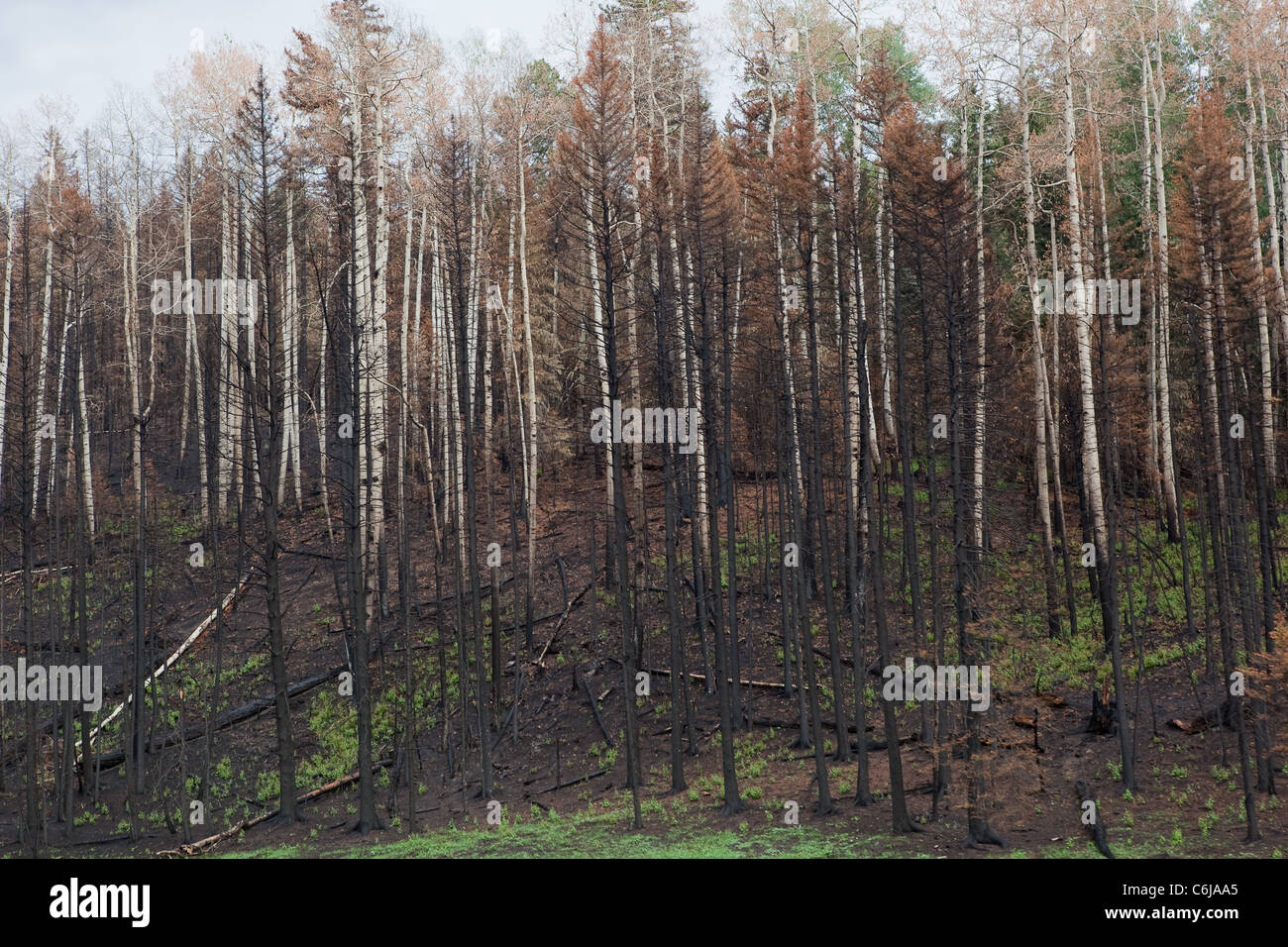 Brûler cicatrice dans les tremblaies à Los Alamos, Nouveau Mexique Banque D'Images