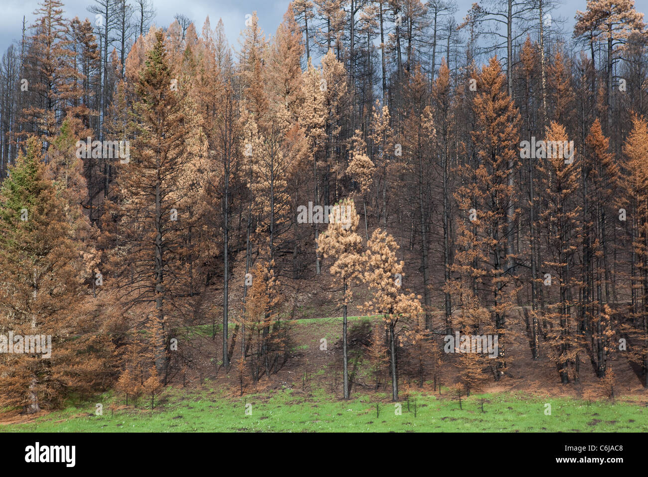 Dévastation brûlées à Los Alamos au Nouveau Mexique Banque D'Images