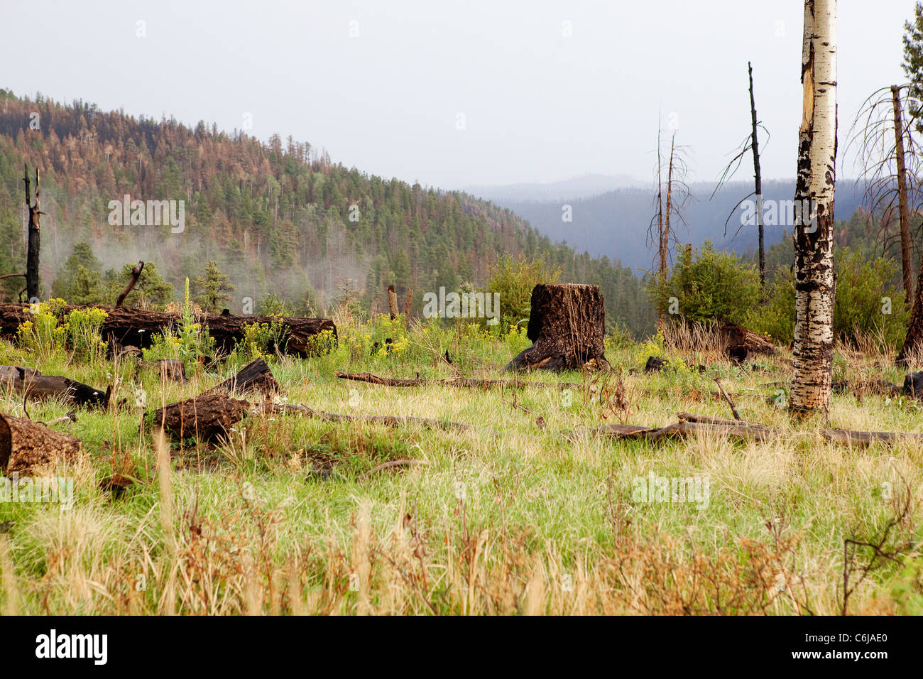 Cicatrice de brûlure à Los Alamos au Nouveau Mexique Banque D'Images