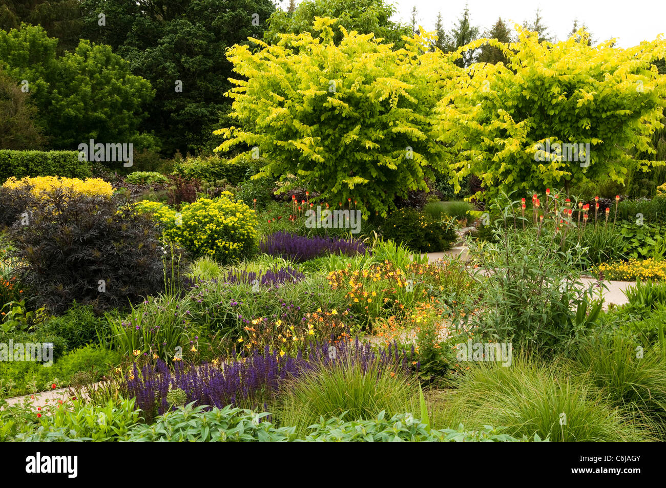 Le jardin chaud en juin, RHS Rosemoor, Devon, Angleterre, Royaume-Uni Banque D'Images