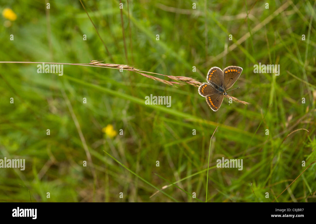 Aricia agestis Argus brun, Butterfly, le repos sur l'herbe. Banque D'Images