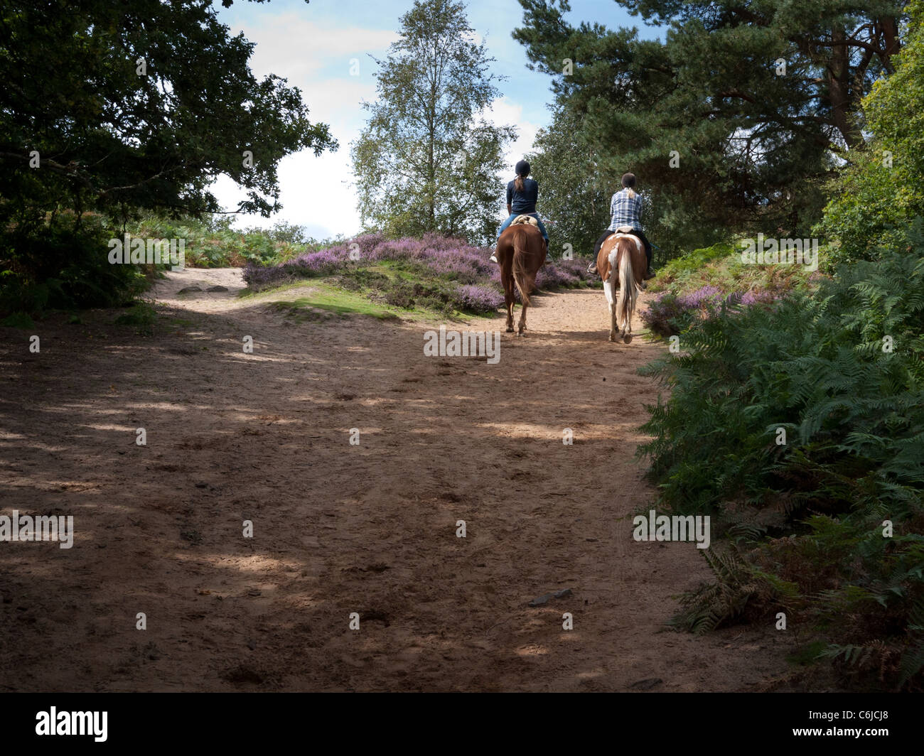 L'augmentation des North Downs Way, Surrey Banque D'Images