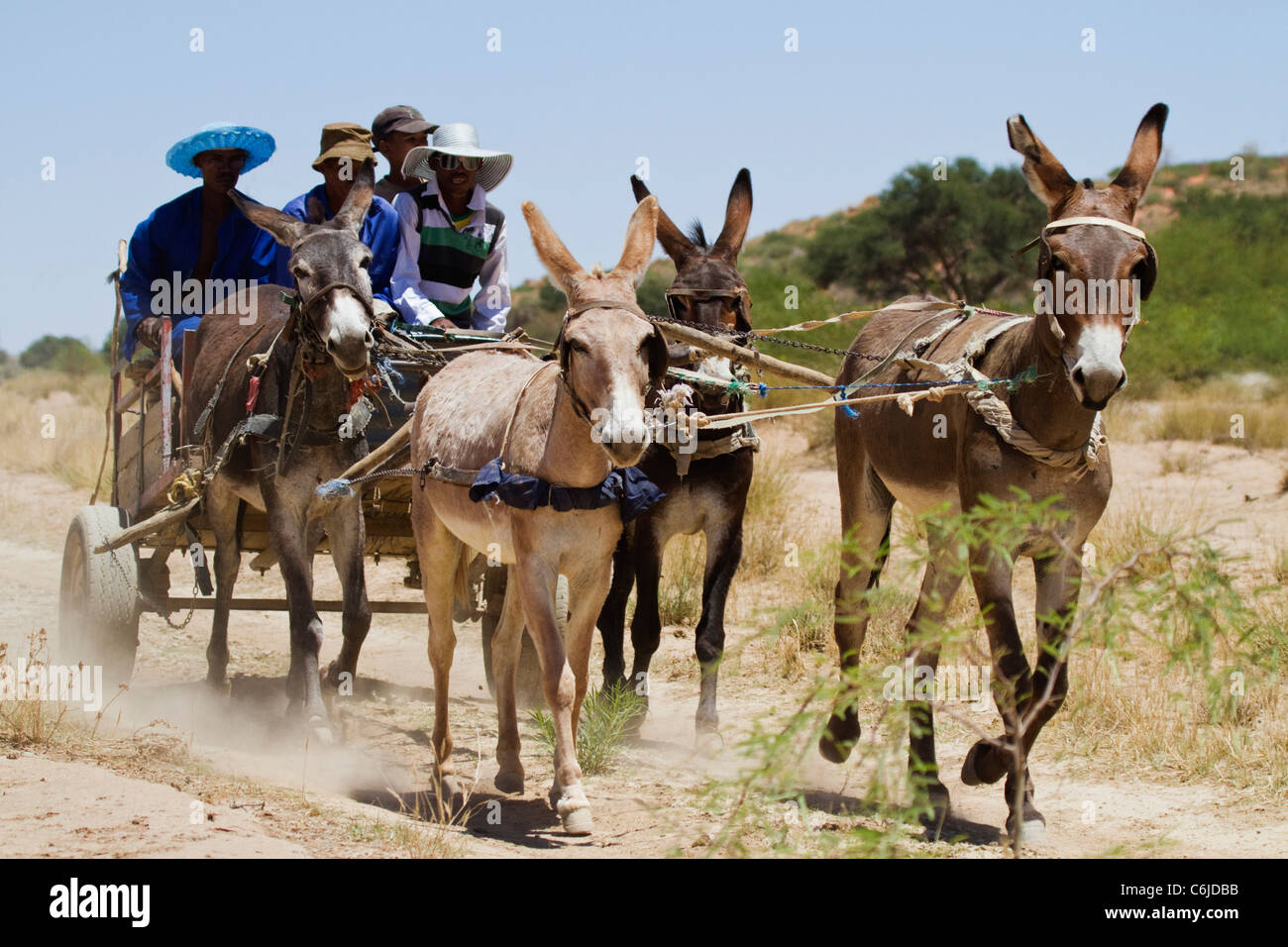 Des ânes sur un chemin dans le Kalahari Banque D'Images