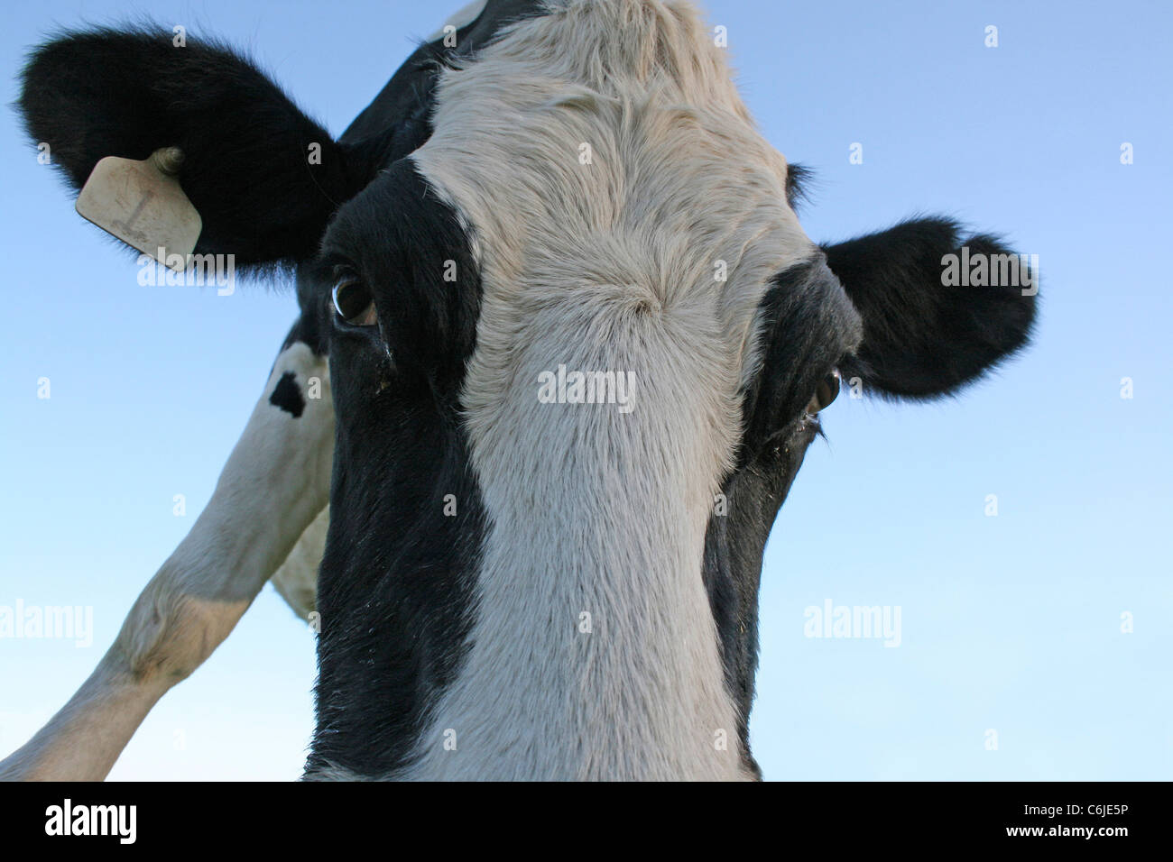Low angle portrait d'une frise vache avec tagged ear Banque D'Images