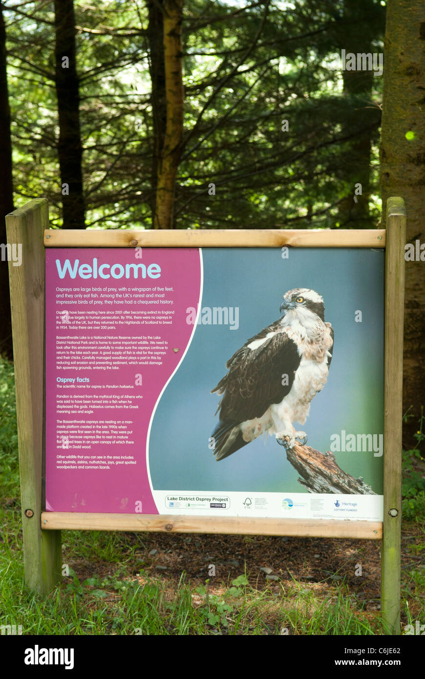 Affichage d'Osprey à Dodd Wood, Parc National de Lake District, Cumbria, Angleterre. Banque D'Images