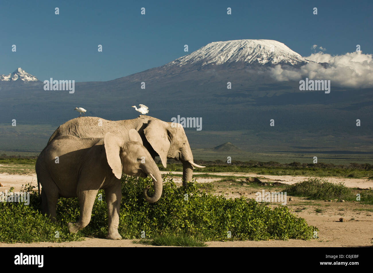 Deux éléphants africains accompagnés de garde-boeufs (Bubulcus ibis) avec le Mont Kilimandjaro en arrière-plan. Banque D'Images