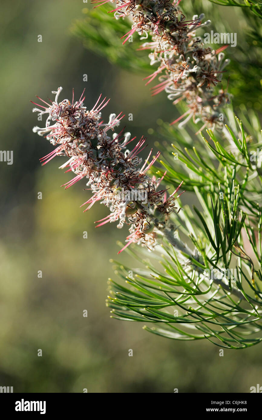 Fleurs roses avec des feuilles vertes Banque D'Images