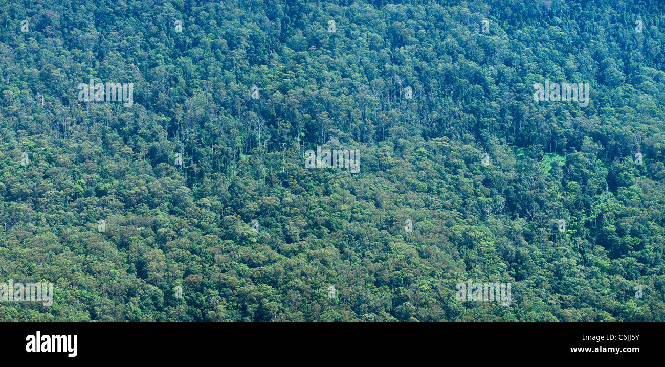Vue aérienne de la forêt de montagne bleu Banque D'Images