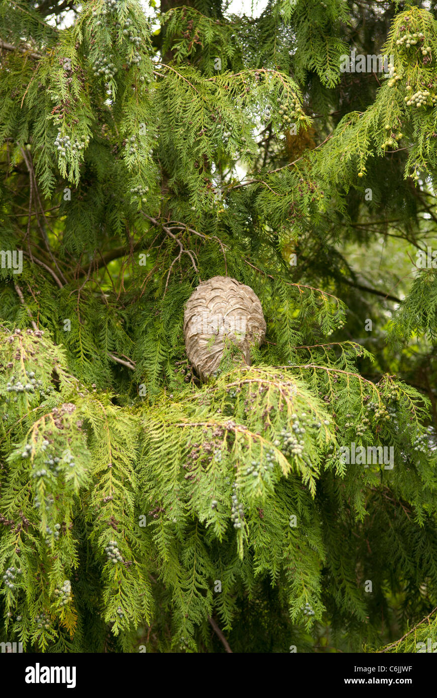 Arbre de nid Banque de photographies et d’images à haute résolution Alamy — free download