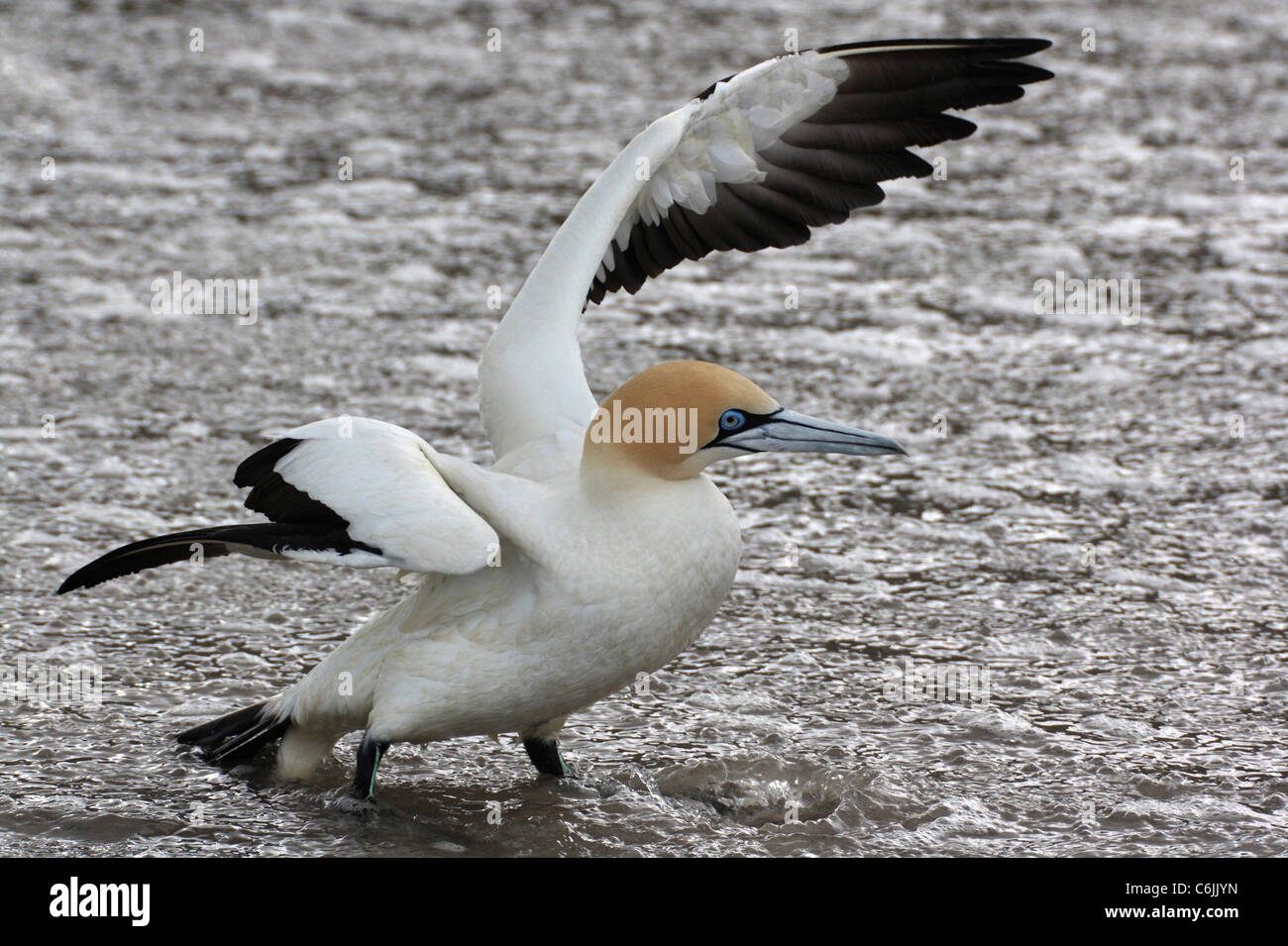 Balades dans l'eau Cap Bassan Banque D'Images