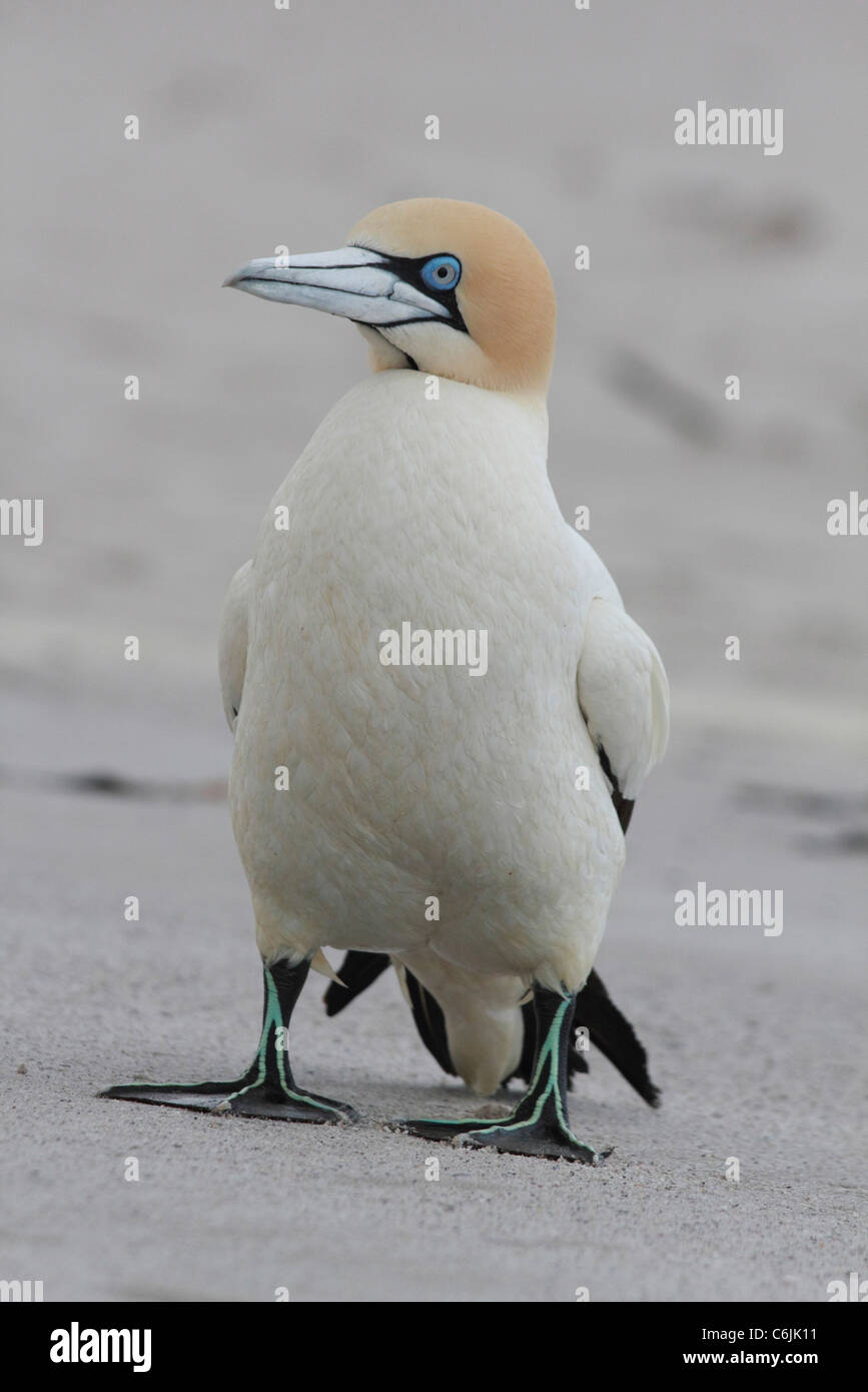 Cap sur gannet beach Banque D'Images