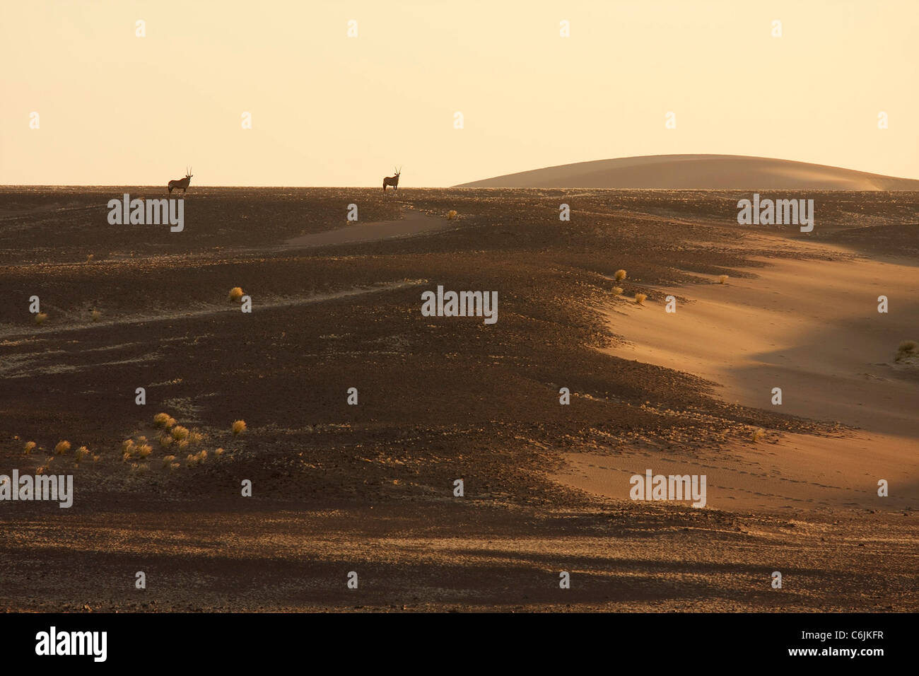 Oryx dans paysage de désert Banque D'Images