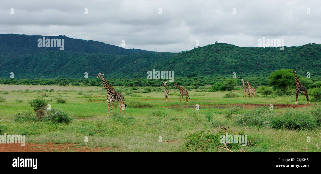 Troupeau de girafes Banque D'Images