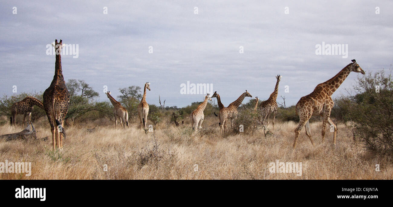 Grand troupeau de girafes dispersés dans les prairies de navigation Banque D'Images