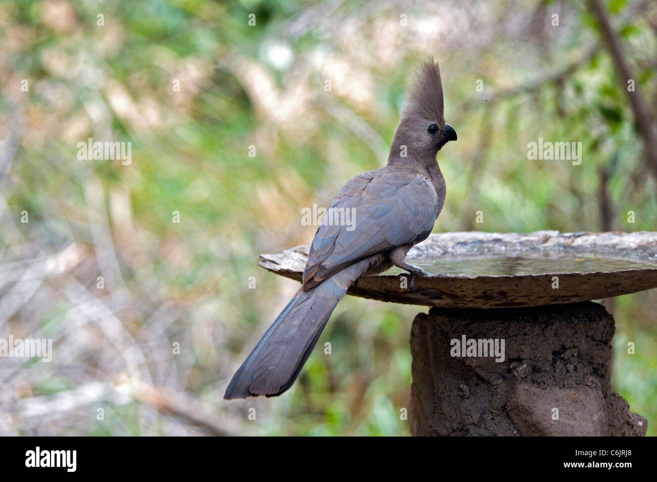 Touraco gris / Lourie sur bain d'oiseaux. Banque D'Images