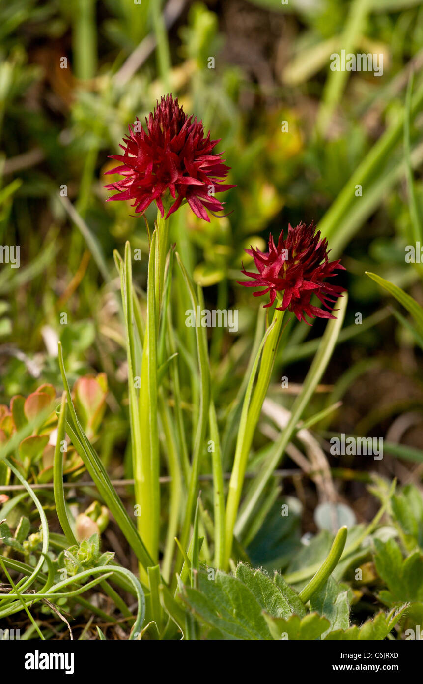 Une orchidée vanille, Gymnadenia rhellicani Nigritella  =, dans l'Est des Alpes suisses. Banque D'Images