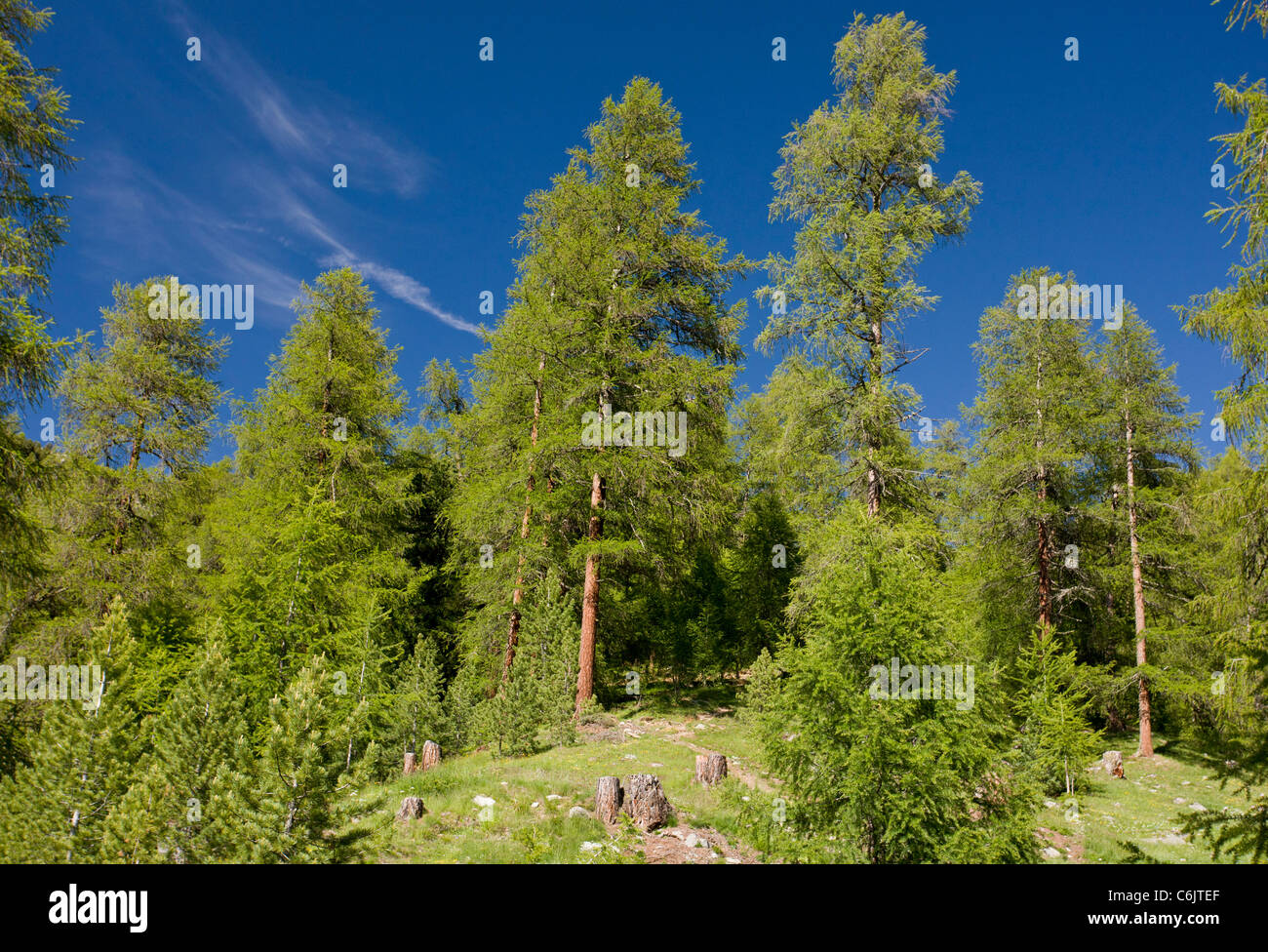 Forêt de mélèzes naturelles aménagées, Larix decidua, dans la haute vallée de l'Engadine, Alpes, Suisse. Banque D'Images