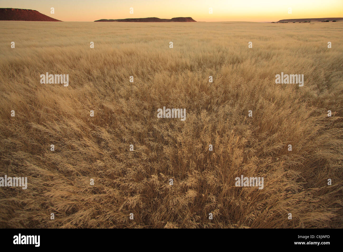 Paysage de désert d'herbe Bushmen Banque D'Images