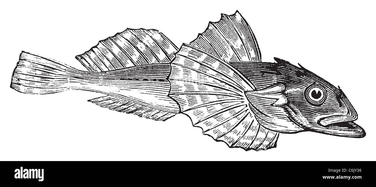 Poissons barbotte ou Acanthocottus Virginianus vintage la gravure. Illustration gravée d'un taureau à la tête de poisson. Banque D'Images