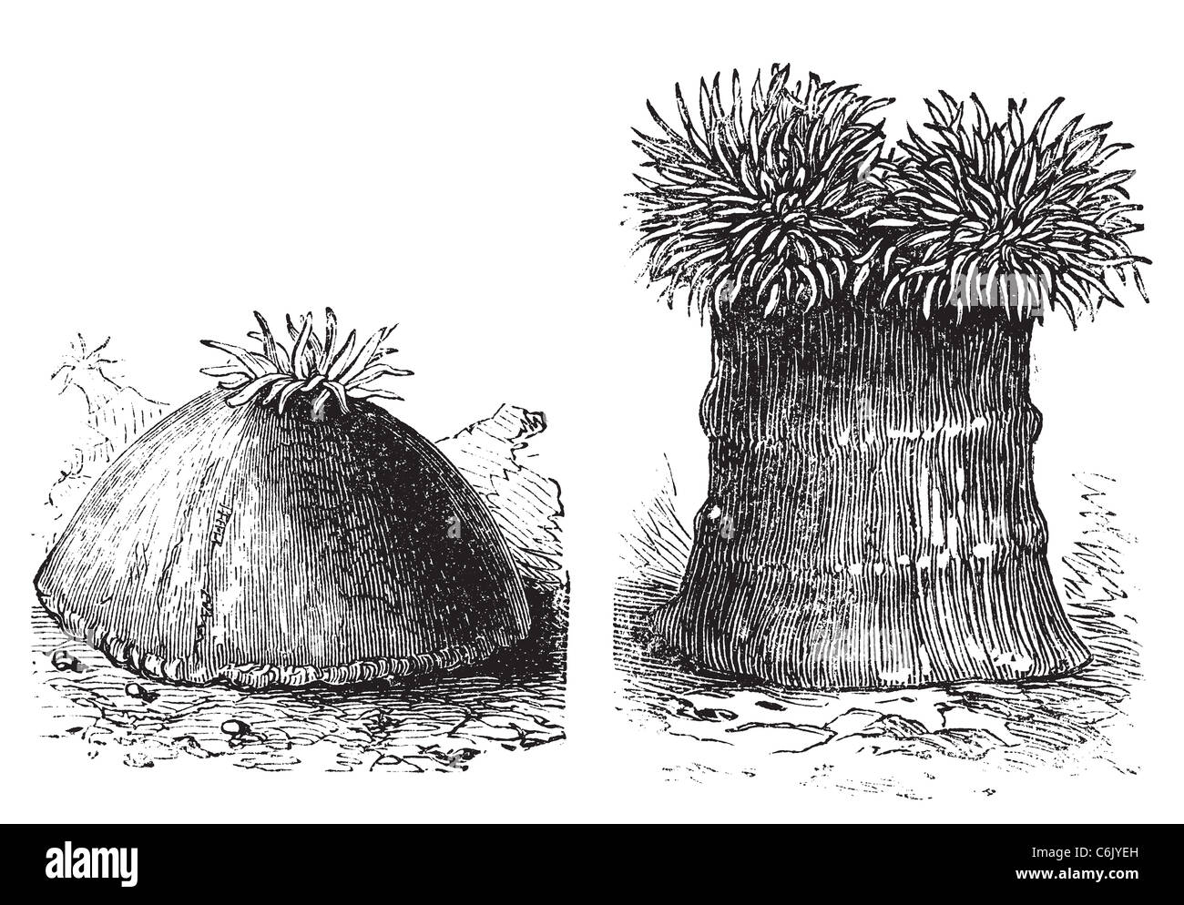 Ouvrir et fermer anémone de mer vieille illustration gravée. Les anémones de mer sont un groupe de maladies d'habitation. Banque D'Images