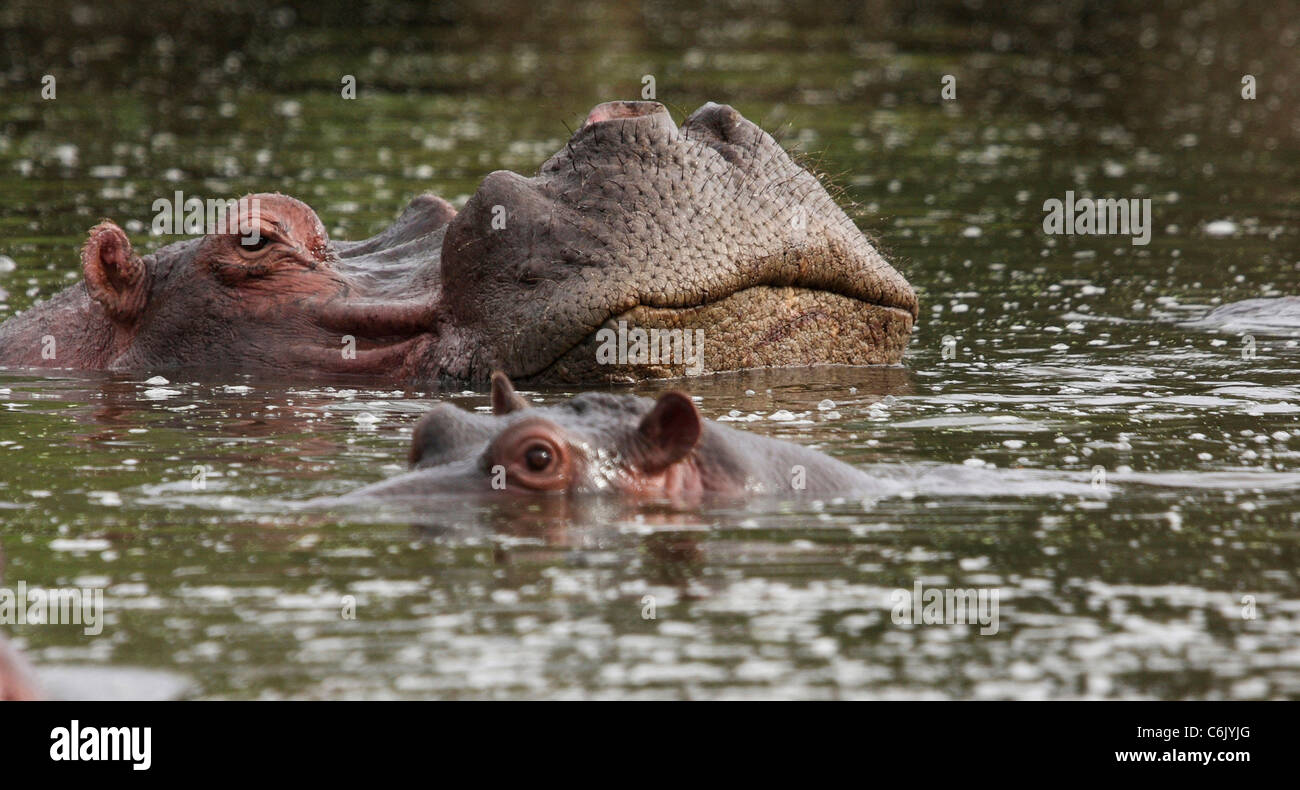 Hippo submergé dans l'eau avec seulement les yeux et le museau au-dessus de l'eau Banque D'Images