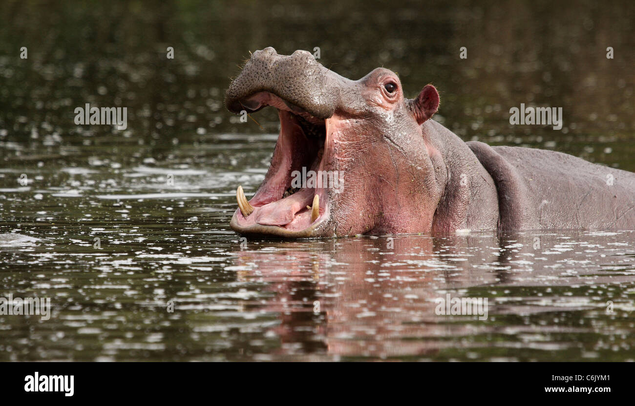 Le bâillement d'hippopotames dans l'eau Banque D'Images