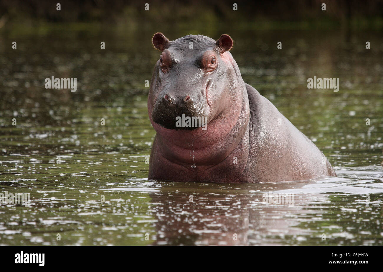 Baby Hippo Dans L Eau Photo Stock Alamy