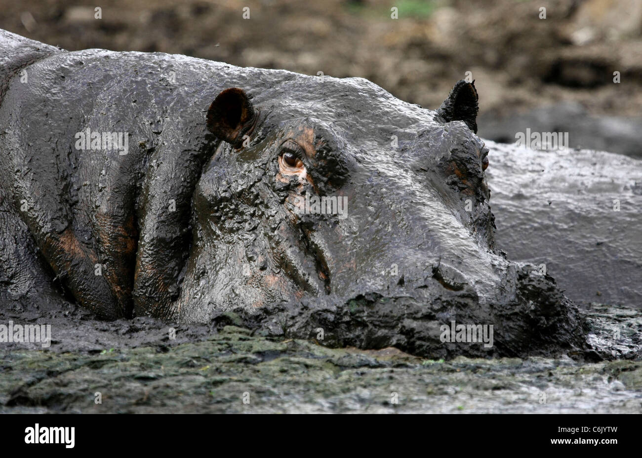 Hippo couvert de boue Banque D'Images