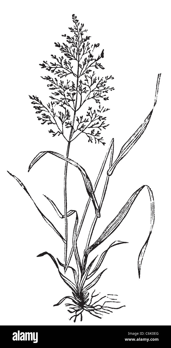 L'agrostide blanche ou herbe, ou Agnostis Browntop vulgaris ou Capillaris gravure. Vieille illustration gravée d'herbe. Banque D'Images