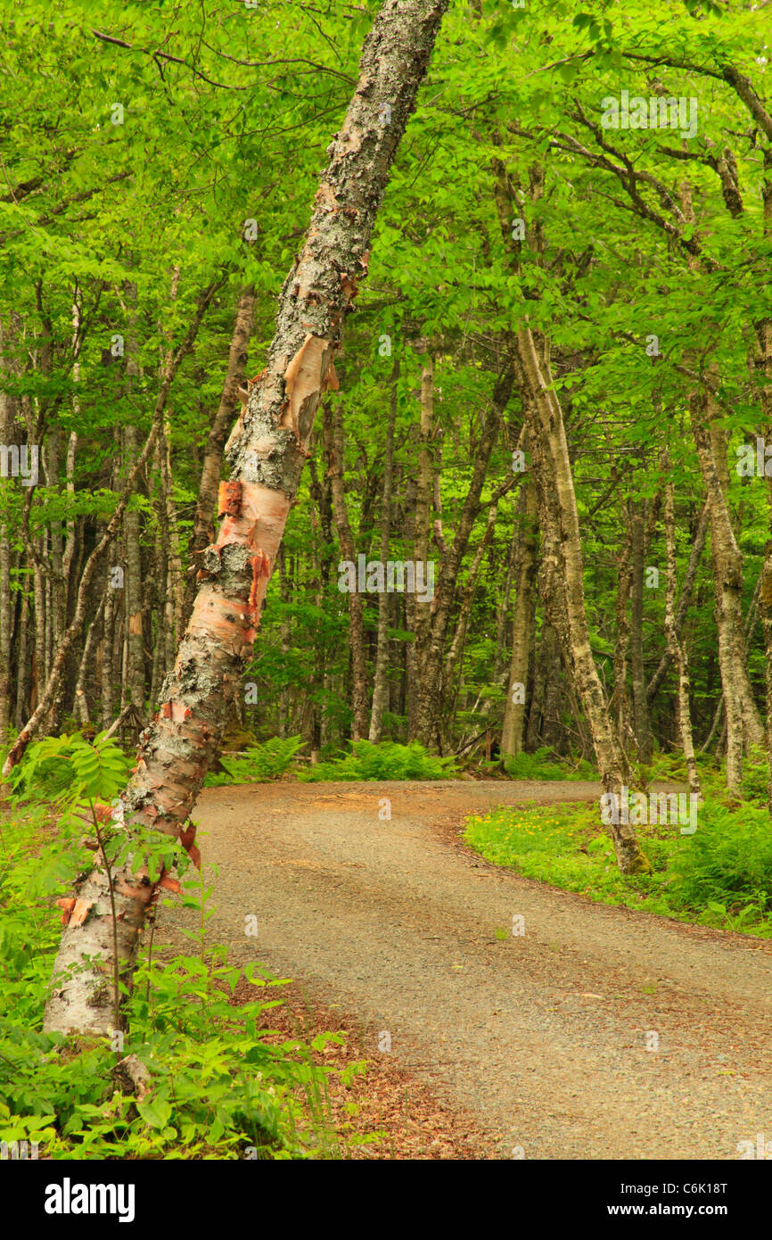 Con Robinson's Point route, Parc international Roosevelt de Campobello, Welshpool, île Campobello, au Nouveau-Brunswick, Canada Banque D'Images