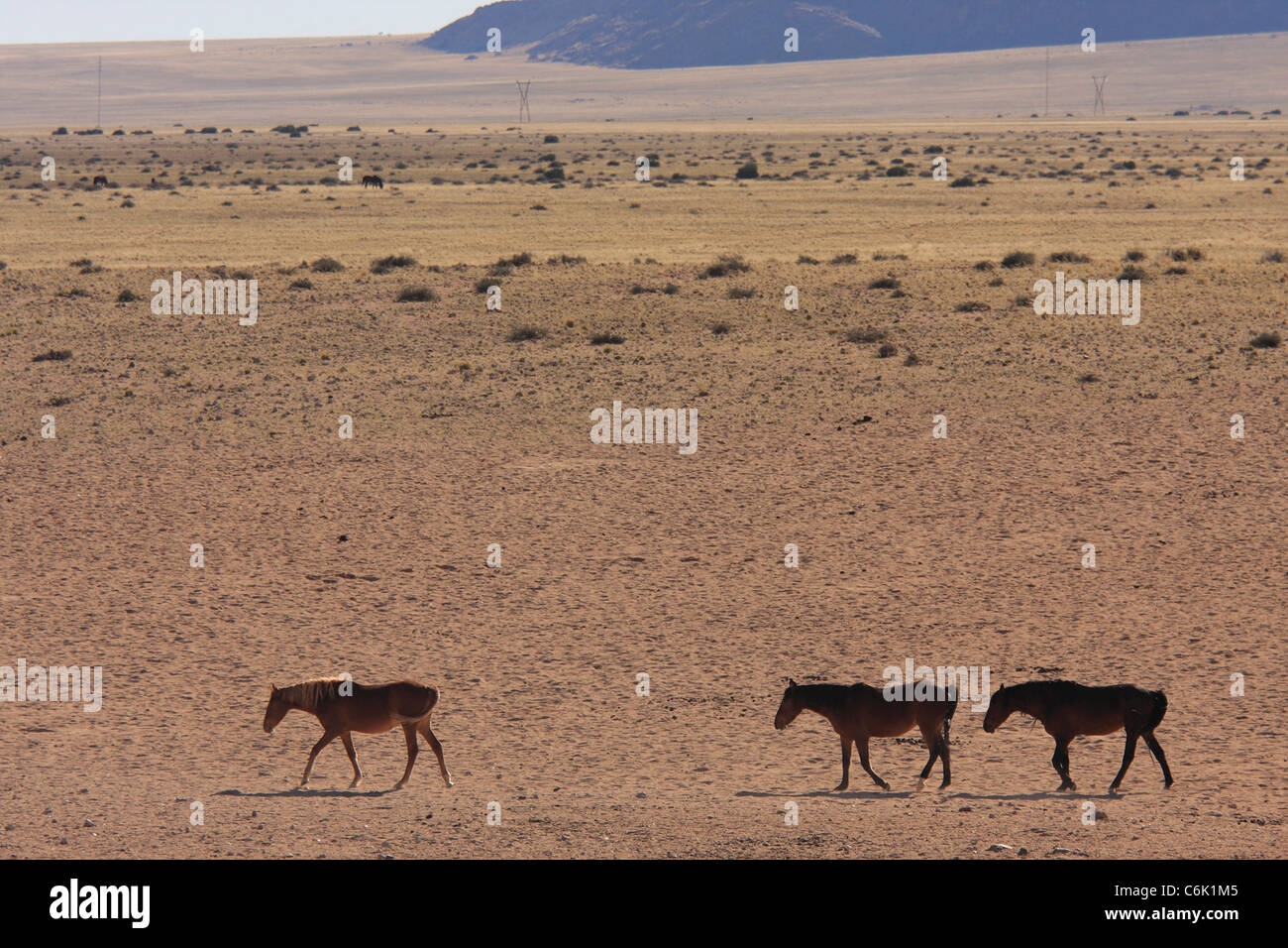 Les chevaux sauvages dans le désert à pied Banque D'Images