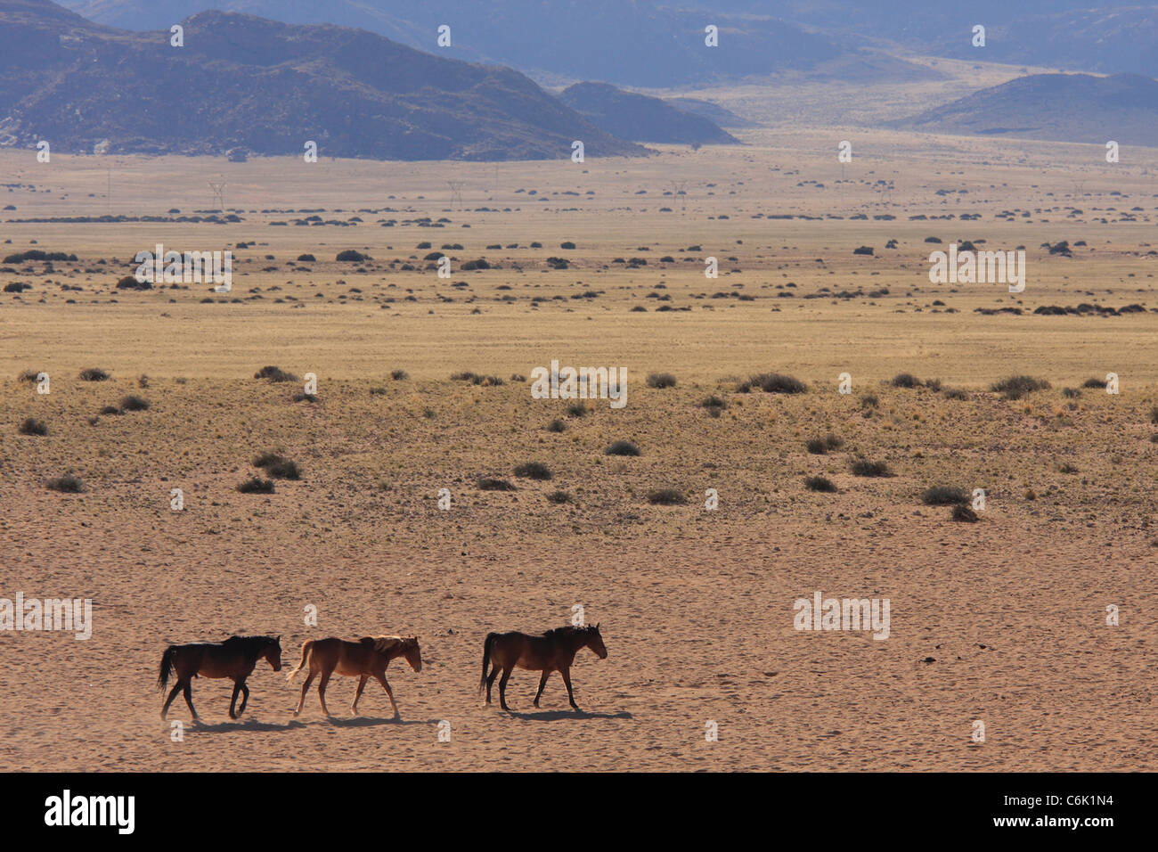 Les chevaux sauvages dans le désert à pied Banque D'Images