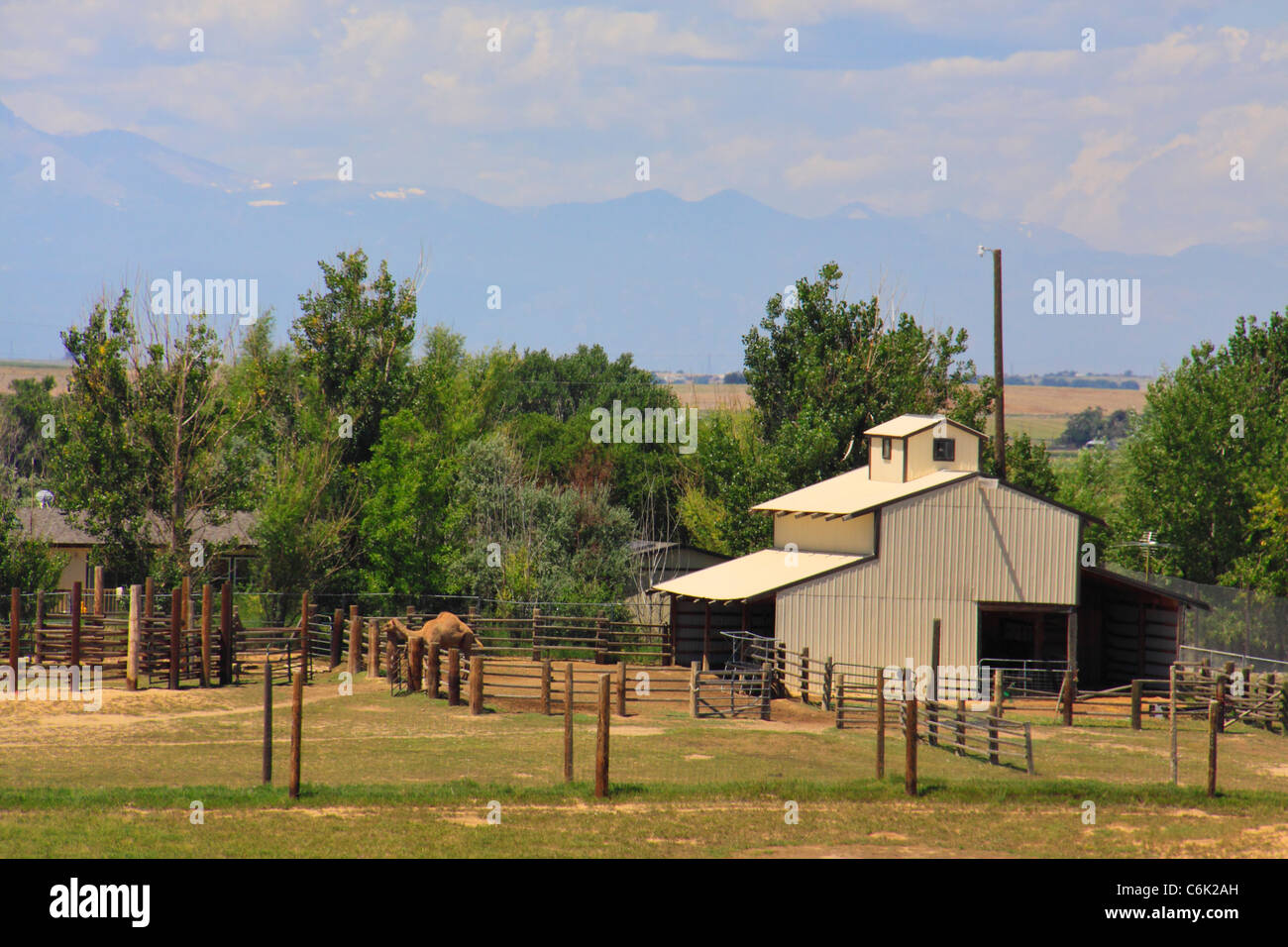 Camel au sanctuaire d'animaux sauvages, Denver , Colorado, USA Banque D'Images