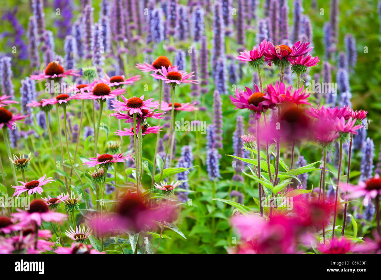 Le Millenium à Pensthorpe Jardin nature reserve, Norfolk, UK, a été conçu par Piet Oudolf, Banque D'Images