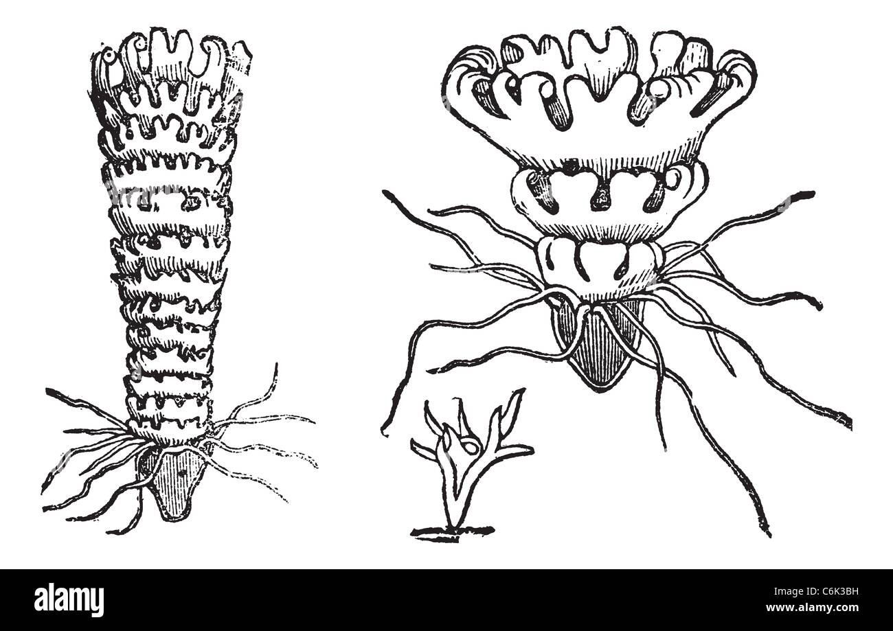 Cycle de vie d'une méduse ou d'Aurelia, gravure d'époque. Vieille illustration gravée du cycle de vie d'une méduse. Banque D'Images