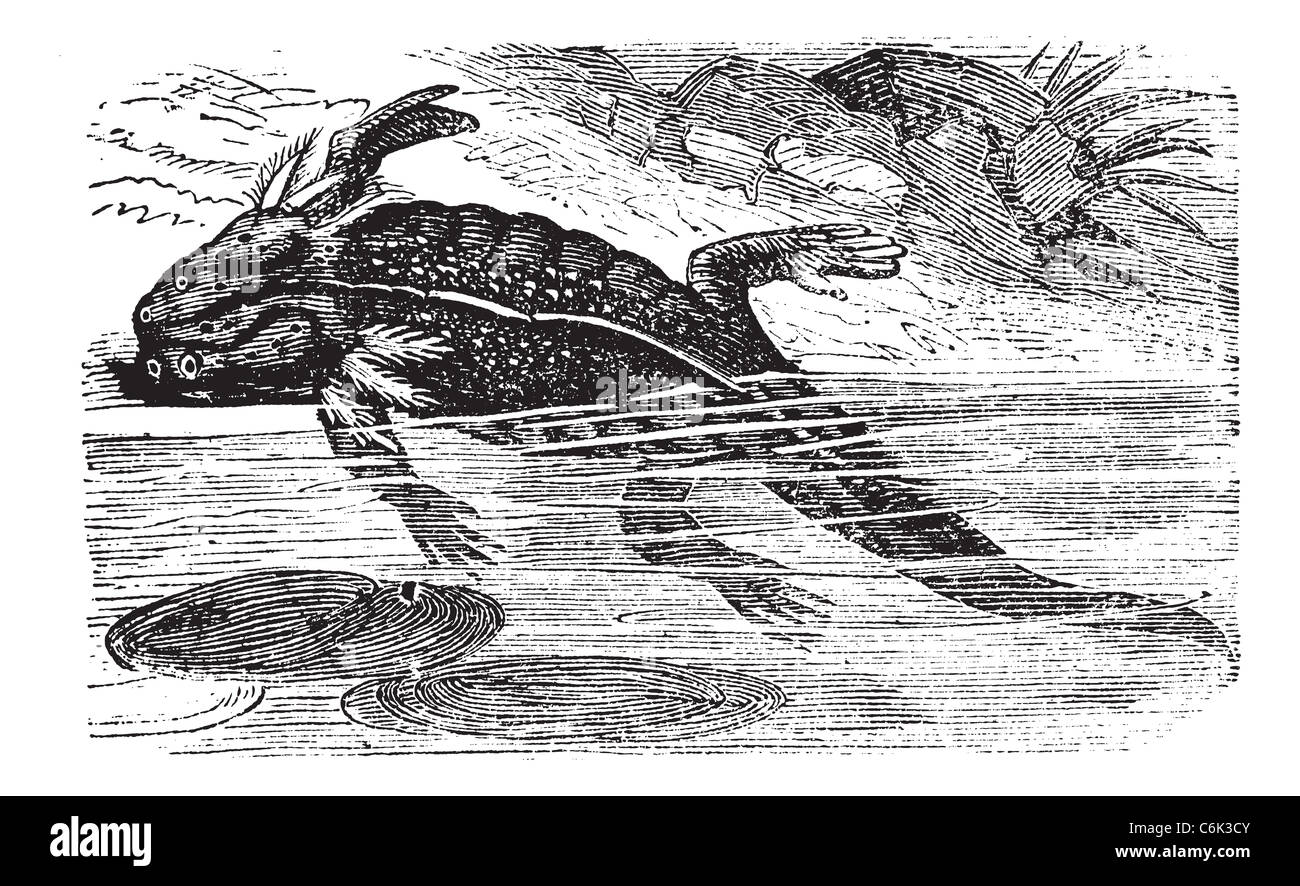 L'axolotl ou Mole, salamandre Ambystoma mexicanum, gravure d'époque. Vieille illustration gravée d'un adulte de l'axolotl. Banque D'Images L'axolotl ou Mole, salamandre Ambystoma mexicanum, gravure d'époque. Vieille illustration gravée d'un adulte de l'axolotl. Banque D'Images