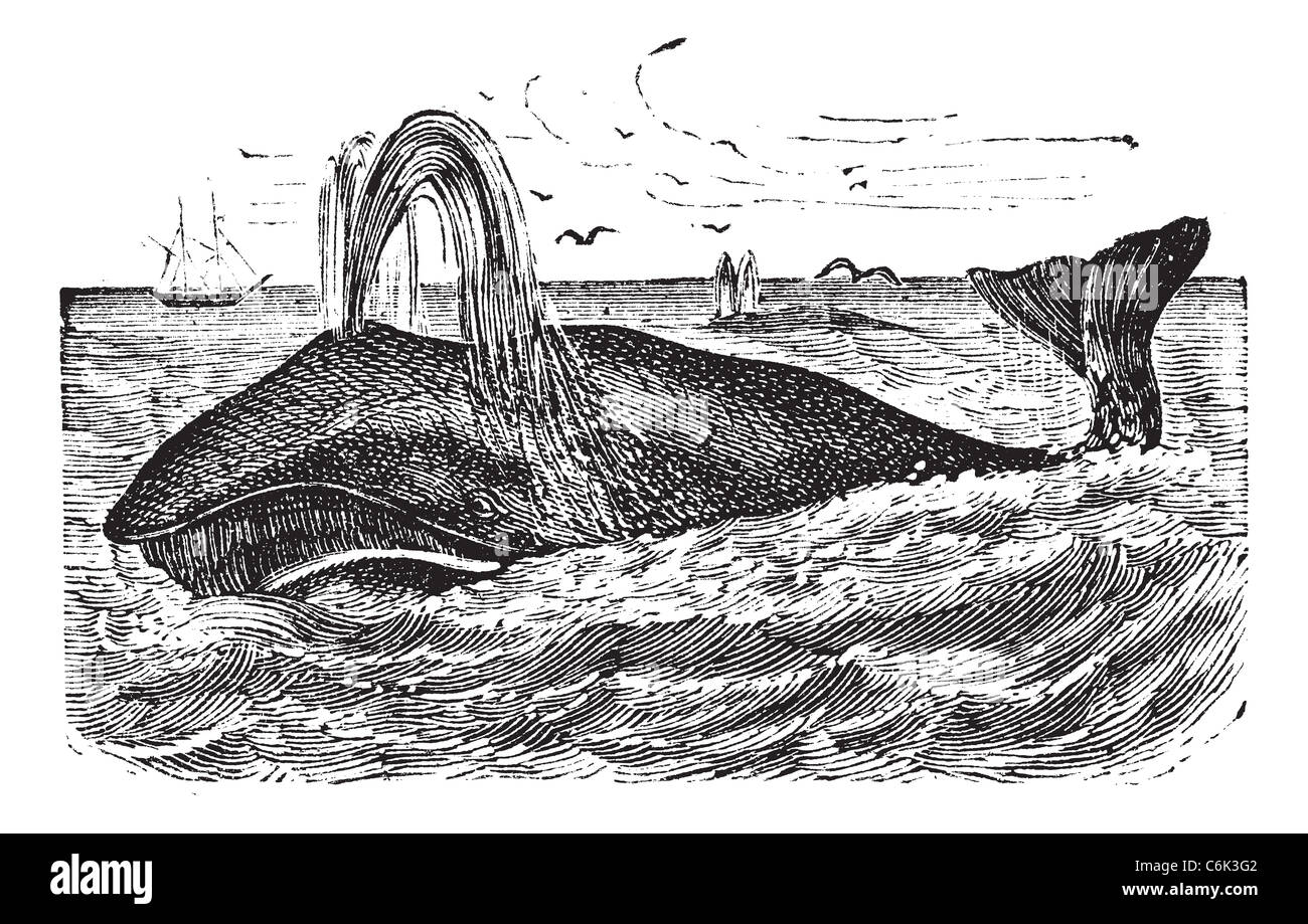 Ou de la baleine boréale (Balaena mysticetus), gravure d'époque. Vieille illustration gravée d'une baleine boréale. Banque D'Images