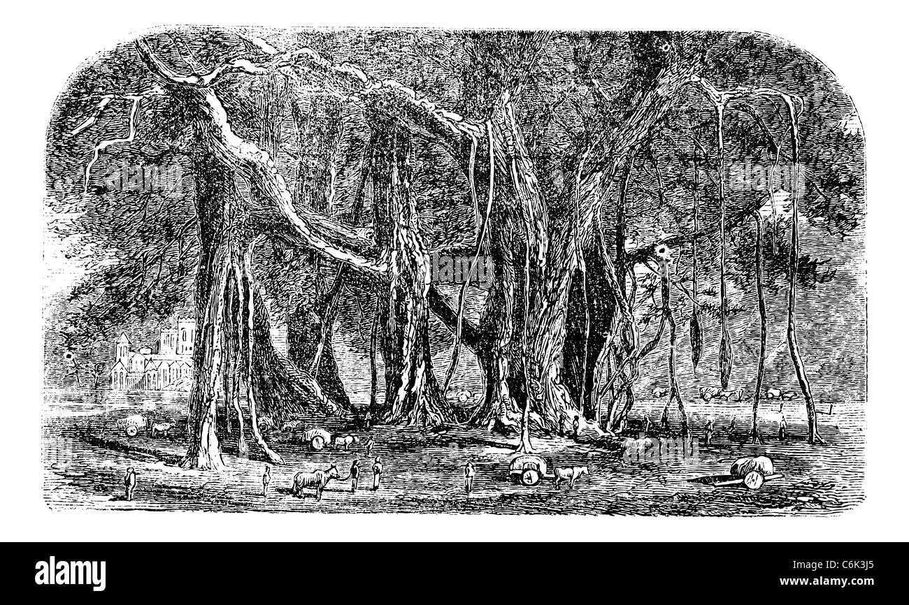 Ou Banyan Ficus benghalensis, gravure d'époque. Vieille illustration gravée d'un grand arbre banian montrant des racines aériennes. Banque D'Images