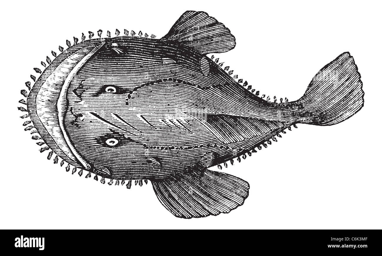 Le Baudroie d'Amérique, Goosefish, tous-bouche, pêche à la grenouille ou Lophius americanus. Gravure d'époque. Banque D'Images