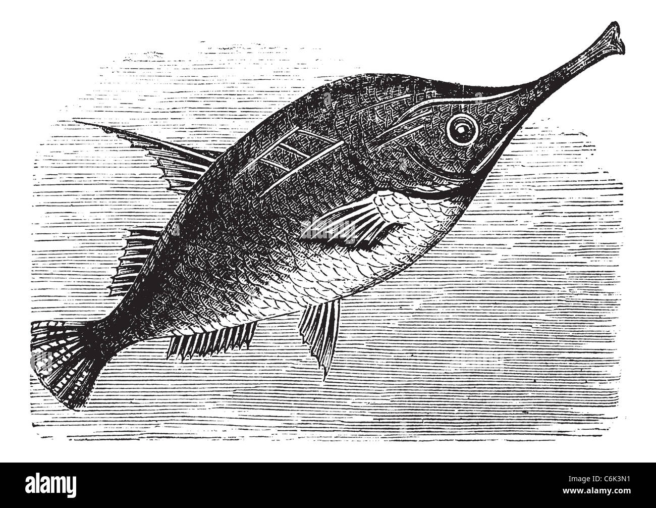 Sébastolobe Snipefish ou Macroramphosus scolopax, gravure d'époque. Vieille illustration gravée du sébastolobe Snipefish. Banque D'Images