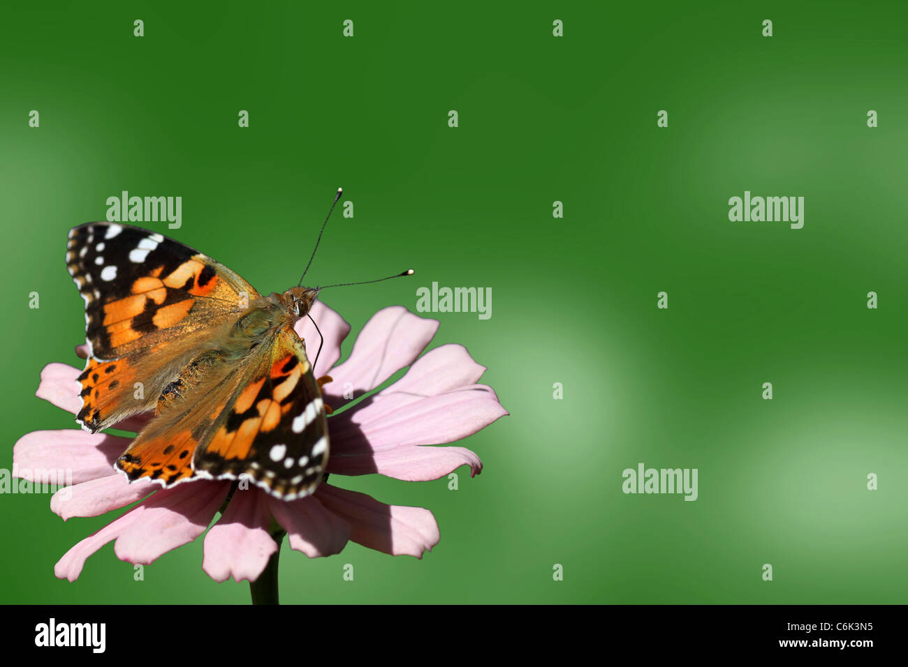 Butterfly (belle dame) assis sur la fleur (zinnia) Banque D'Images