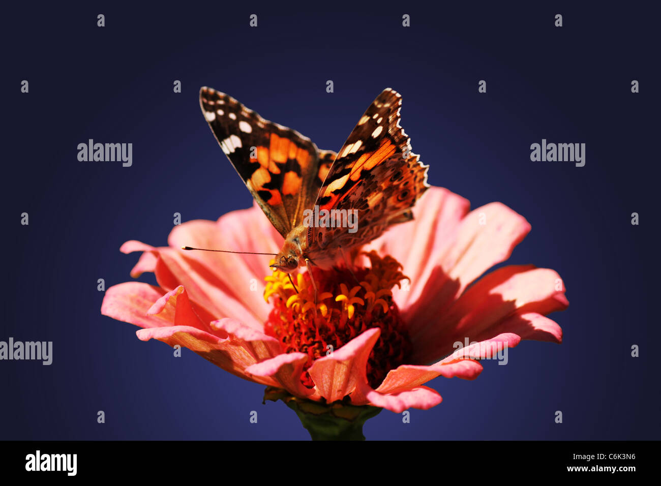 Butterfly (belle dame) assis sur la fleur (zinnia) Banque D'Images