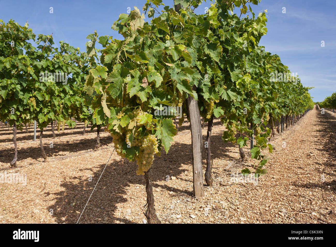 Rangée de vignes et de grappes de raisin blanc accroché sur vigne. Banque D'Images