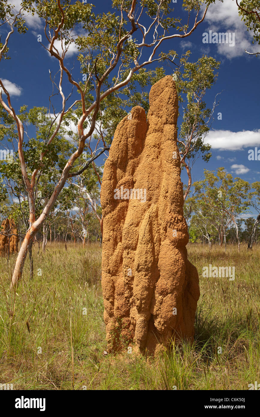 Termitière cathédrale, le Kakadu National Park, Territoire du Nord, Australie Banque D'Images
