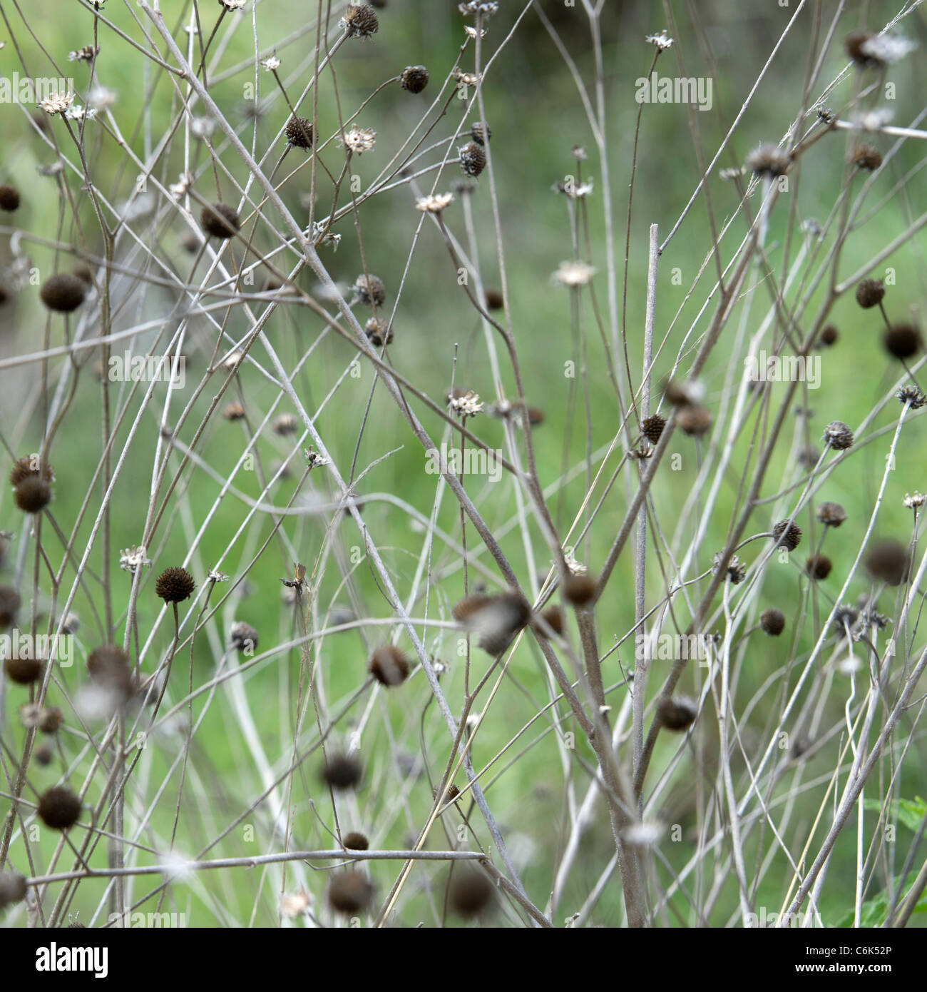 Close-up de buissons à Vallée sacrée, région de Cuzco, Pérou Banque D'Images