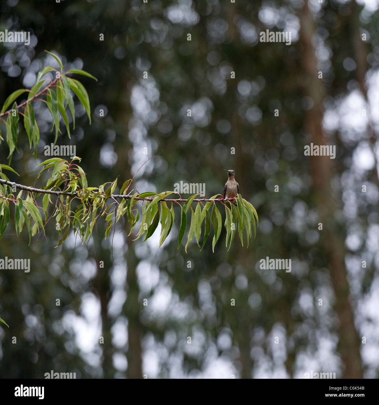 Oiseau perché sur une branche, Willka Tika Guesthouse, Willka Tika, Vallée Sacrée, région de Cuzco, Pérou Banque D'Images