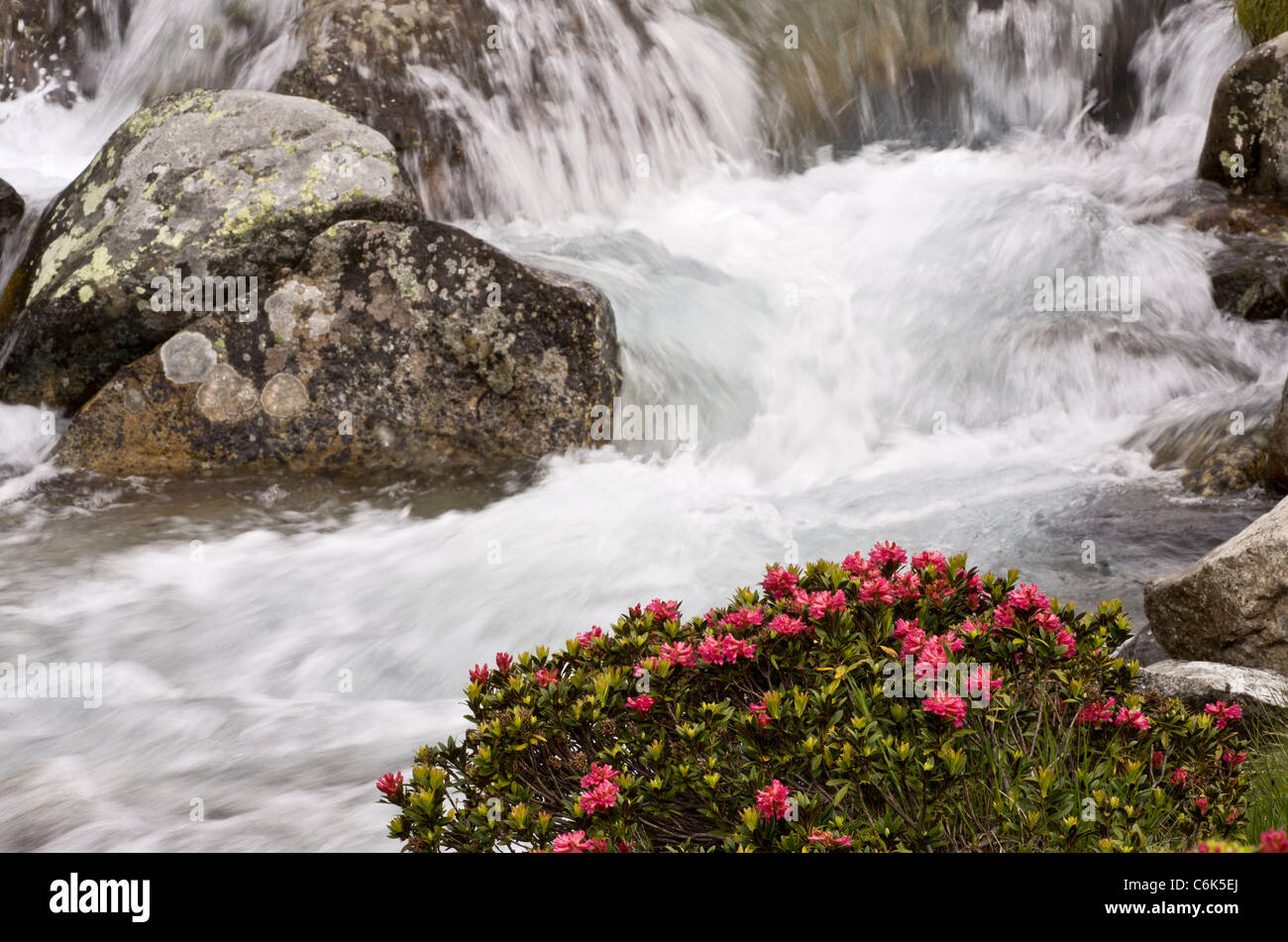 Alpenrose Rhododendron ferrugineum en fleurs, par un cours d'eau alpins, la vallée de l'Engadine, Suisse Banque D'Images